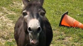 Hearing the call of his master, the little donkey came running over happily.