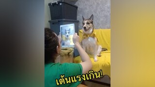 สนุกอยู่คนเดี่ยวเลยน่าาาา🤣 ตลก ผู้ชายตลก สัตว์โลกน่ารัก ฮัสกี้เลือดผสม