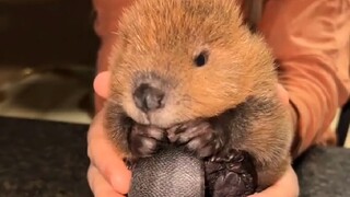 ما مدى جاذبية القندس الصغير