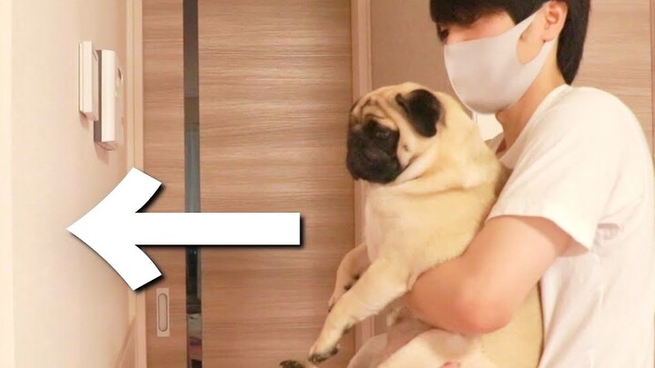 Test the IQ of the Pug by pressing it against the wall