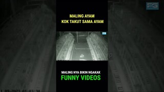 Maling Ayam Kok Takut Sama Ayam || Malingnya Bikin Ngakak Funny Videos