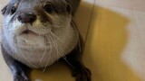 When the owner went to the Otter Cafe, the otter's reaction...?