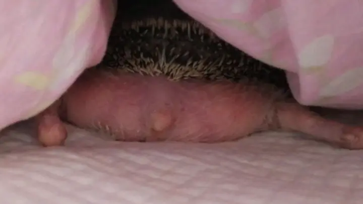 Don't touch a hedgehog on the butt