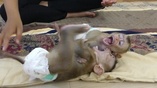 Wow look So Happy !! Cute Little Monkey Maki and Maku playing Together After Eating Fruit