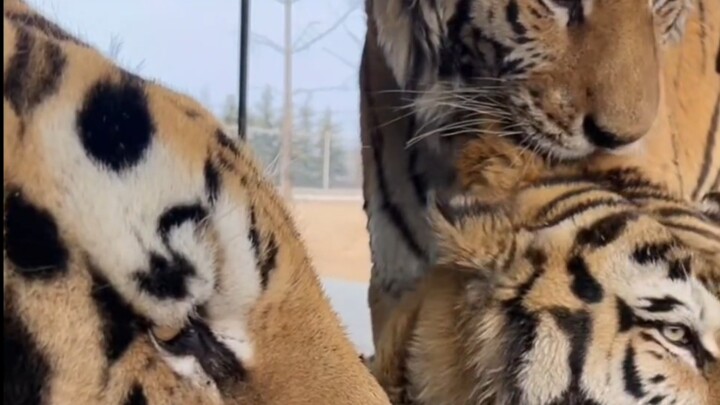 Linlin: Nantong just made me so sick—I can’t even eat my chicken!