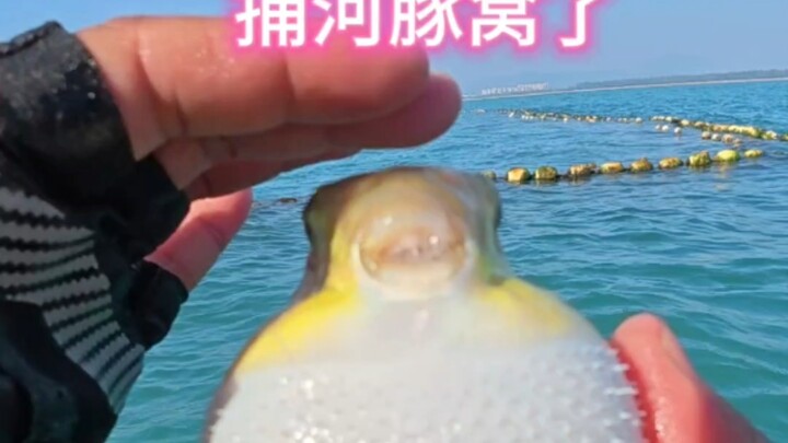 วันที่ไปแหย่รังปลาปักเป้า