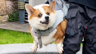 คนเลี้ยงหมาก็มีพรสวรรค์ด้านการแต่งคำคล้องจองอยู่เหมือนกันนะ