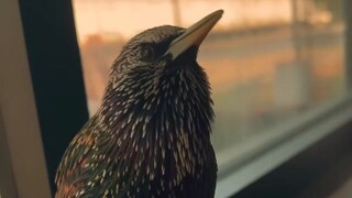 The starling's call sounds just like a sound effect from Star Wars.