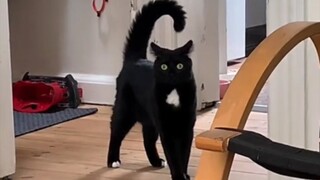 "Bentuk evolusi anak kucing"