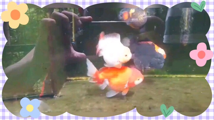 cute jumbo Gold fish