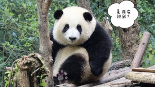 Tourist: So fat! Short, fat, frizzy, and Hua! Hua Hua: Say it again if you can...