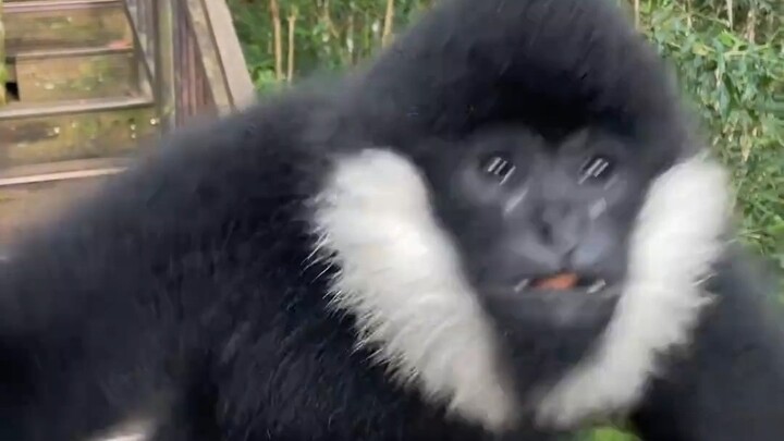 Lucu banget, kayak hantu!