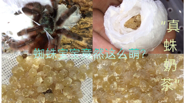 Membuka telur tarantula: sekawanan bayi laba-laba imut bak permen jelly meletus, benar-benar menggem