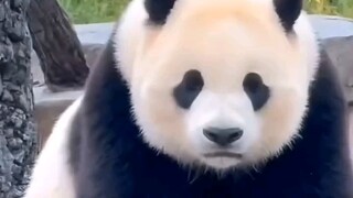 Little Miracle gets bullied by a little bird 🐦, puffs up with anger and goes to Daddy for a complain