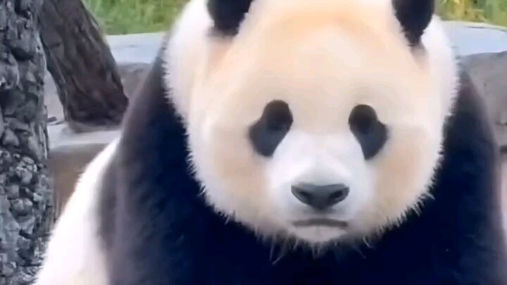 Little Miracle gets bullied by a little bird 🐦, puffs up with anger and goes to Daddy for a complain