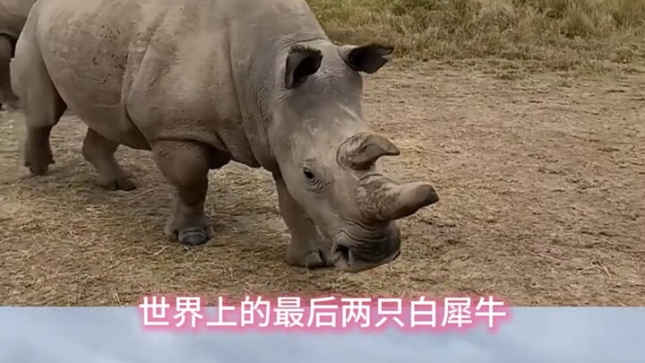 What should we do when only two individuals of an endangered species remain?