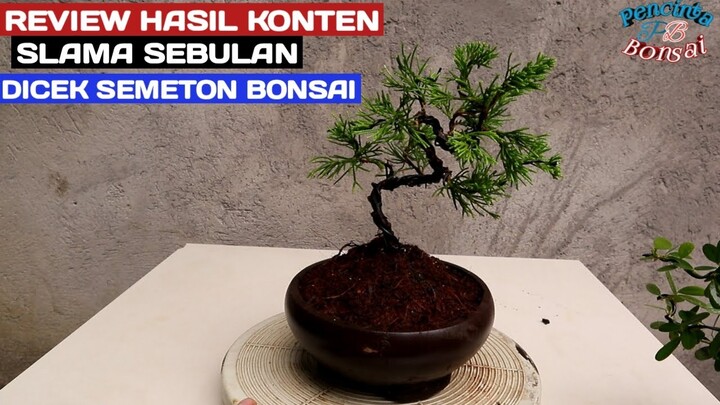 Siap dijual review harga bonsai small cantik-cantikan stan aditya putra londir