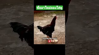 ซื้อมาใหม่ลองใส่ดู
