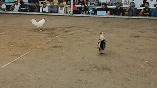 sweater grey mini 👌🐓🐓 "win"  in dampalit cockpit 👌🐓