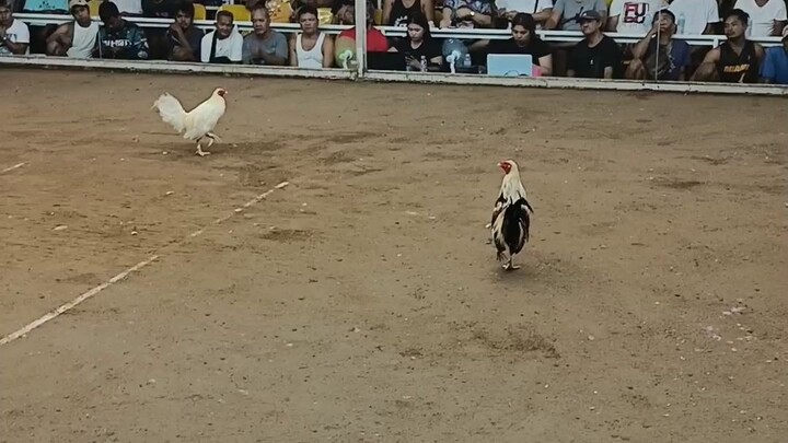 sweater grey mini 👌🐓🐓 "win"  in dampalit cockpit 👌🐓
