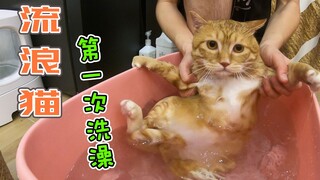 猫生第一次洗澡，是不是无论多温柔的小猫洗澡都会变成魔鬼?