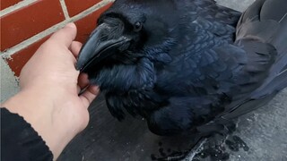 Gagak ini telah belajar menjadi pintar. Ia tahu cara menggigit potongan daging kecil di tanganmu dan