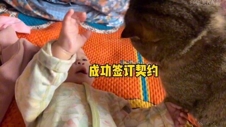 How much do cats adore human babies? They truly know how to respect the elderly and cherish the youn