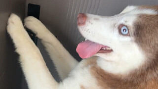 Pada hari yang panas, saya sengaja tidak membiarkan anjing saya menggunakan AC untuk melihat bagaima