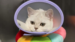 Kucing kecil jatuh dari lantai empat, kedua kaki belakangnya patah, satu sisi menggunakan fiksasi in