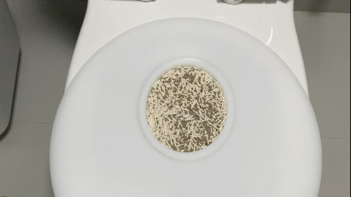 Training Cats to Use the Toilet