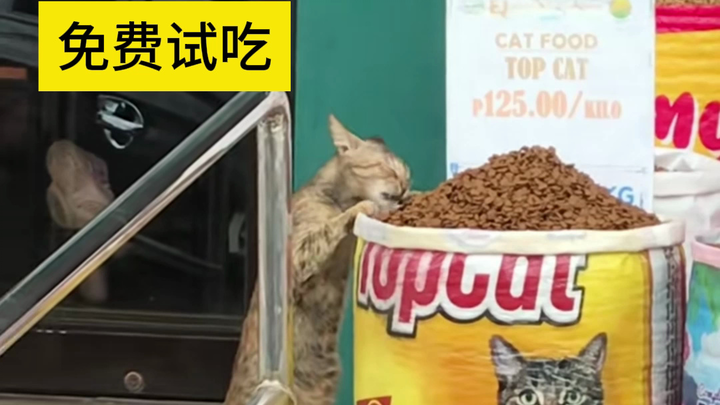 แมวเหมียว: เจ้านาย ขอชิมแค่ครั้งเดียวนะ~~~