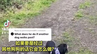 สุนัขดัชชุนขาสั้นของชาวเน็ต ทุกครั้งที่ออกไปข้างนอกมักจะตามหลังเสมอ พยายามอย่างหนักเพื่อไล่ตามฝีเท้า