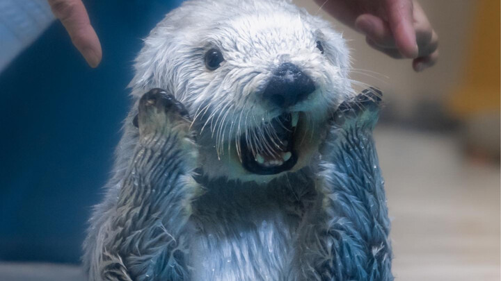 This world is annoying, but you’ve gotta stay adorable～