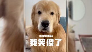 لقد ضحكت بلا توقف حتى أصبحت أبدو غبيًا‼️