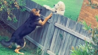 Netizens discovered that their German Shepherd became good friends with the neighbor's dog through t