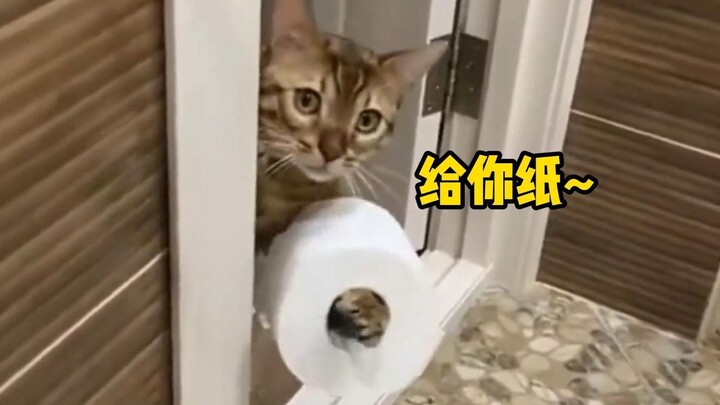Kucing: Kalau tidak ada aku, rumah ini cepat atau lambat pasti akan hancur!