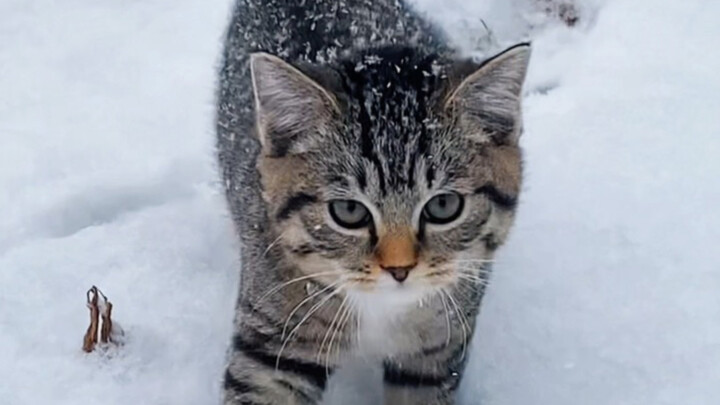 قطة التمساح الصغيرة التي تقطن في العاصفة الثلجية يصطادها الجد ويدخلها إلى المنزل لتدفئة نفسها أمام ا