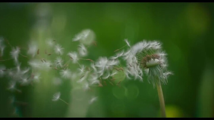 Đàn Ông Full Movie [Sub Việt]