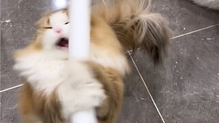 这个世界就是一个巨大的艾斯爱慕