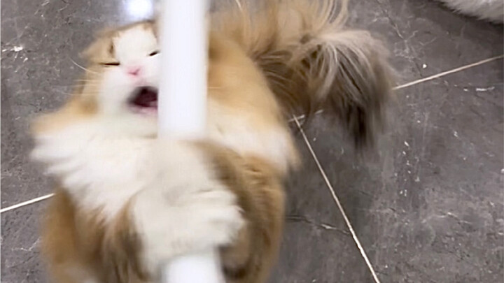 这个世界就是一个巨大的艾斯爱慕