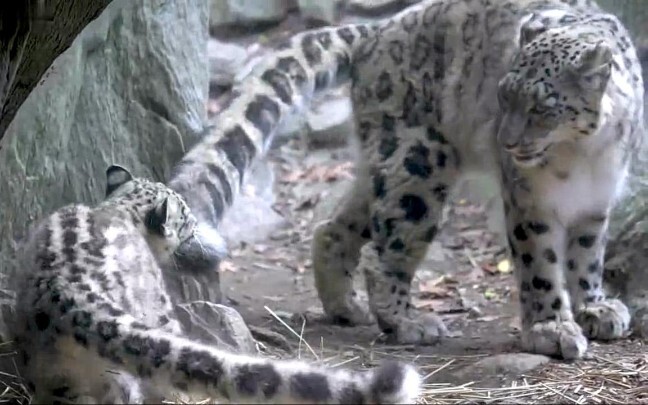 Snow leopard mom comes with her own cat teaser wand.