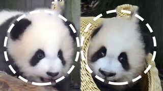 Class flower vs class moron 1.0 (Pandas Ji Xiao and Cheng Lang)