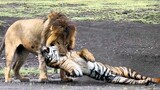 Pertarungan TERGILA Singa VS Harimau  yang Berhasil Terekam Kamera.