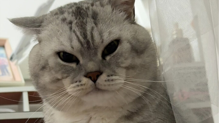 Dazhuang waits for his chance to get into bed.