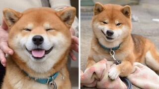 Shiba Inu, Những Chúa Hề Ngoài Đời Thực | Siêu Thú Cưng