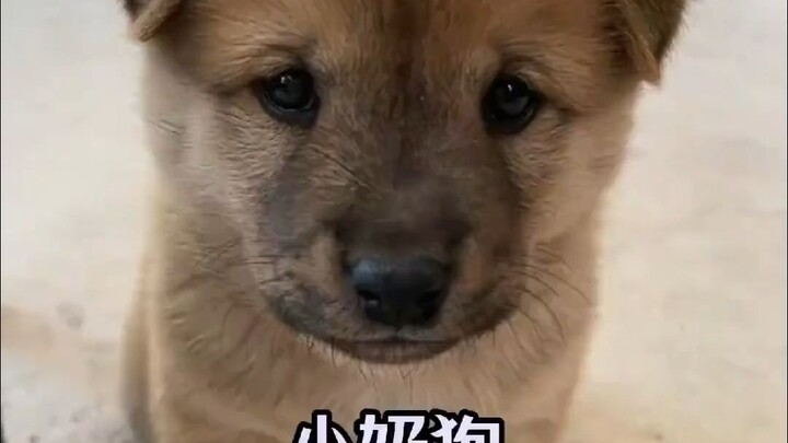 ลูกหมาตัวน้อยน่ารักสุดๆ