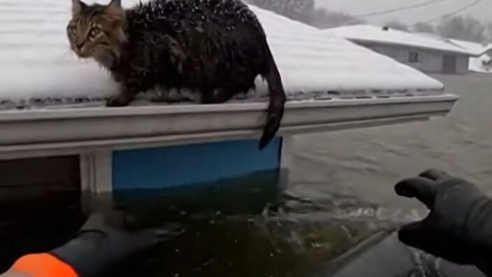 Rescuing a Cat in a Freezing Storm