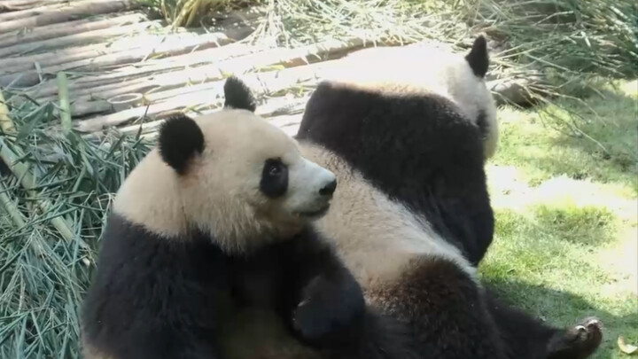 Panda yang suka memakan ranting