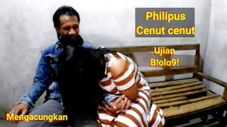 Pasangan jd n4fsu kocak banget bikin ng4cung || prank hipnotis yang mengacungkan