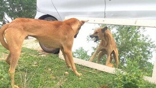 Anjing yang menjaga makanannya kesulitan makan di depan cermin